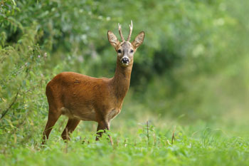 parc animalier - aix les bains